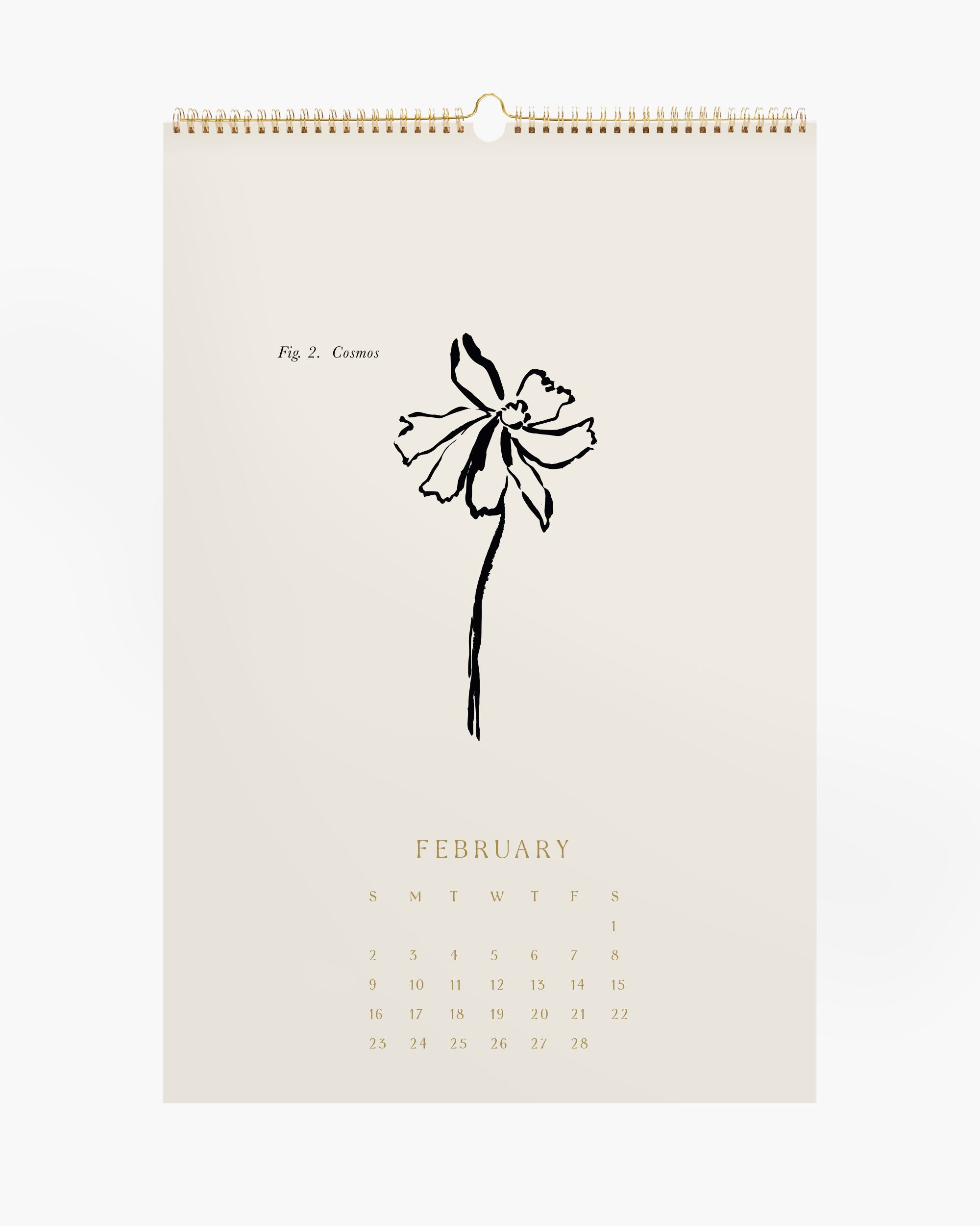 Aesthetic wall calendar and set of 13 botanical art prints, hand-drawn cosmos flower, black ink, neutral colors, gold foil