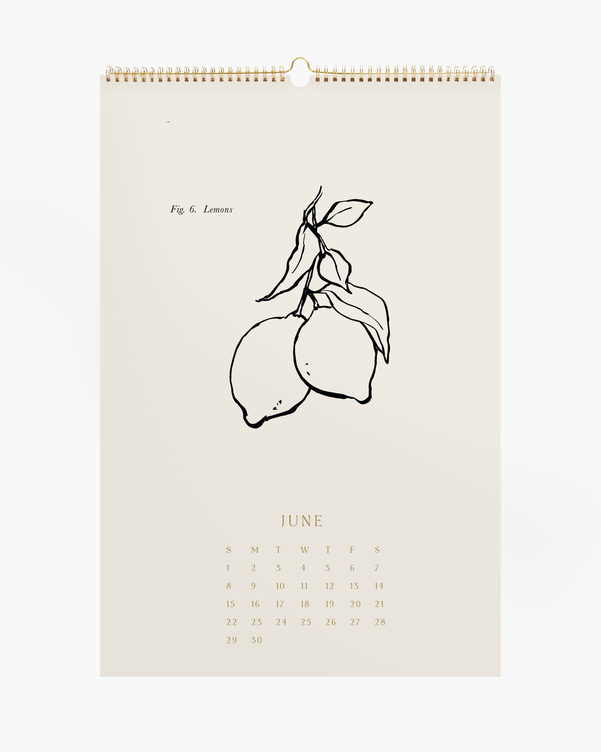 Aesthetic wall calendar and set of botanical art prints, hand-drawn wall art decor for boho or farmhouse styles.